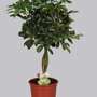 Schefflera compacta 'Nora' op vlechtstam